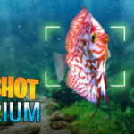 Snapshot Aquarium