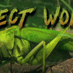 Insect Worlds